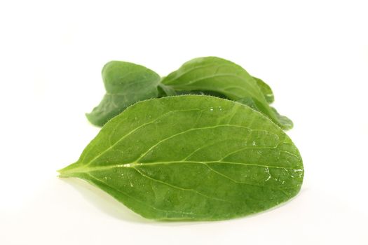 fresh borage leaves on a bright background