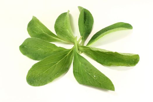 fresh borage leaves on a bright background