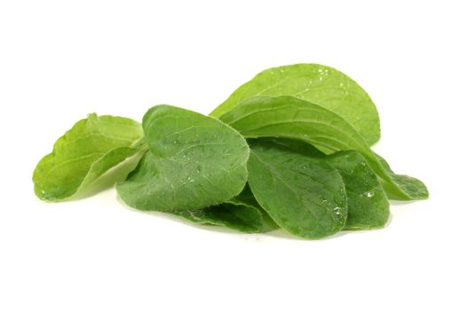 fresh borage leaves on a bright background