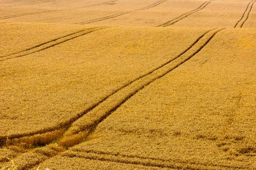 A boundless, unvarying, rural landscape on Ruegen Island (Germany)