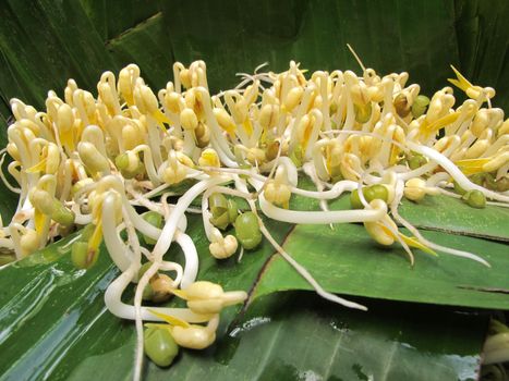 White Bean sprouts grow on banana leaves