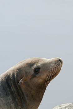 Sea lion on blue water background