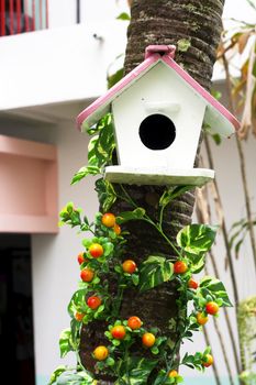 Nest box bird house for birds.