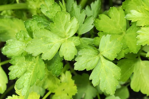 Brautiful food background with flat or Italian parsley growing in the garden, lush green leaves of the aromatic herb.