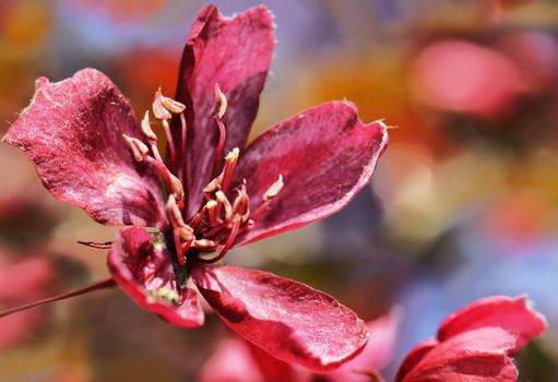 Beautiful cherry tree dark pink flower on a sunny spring day, colorful seasonal floral background.