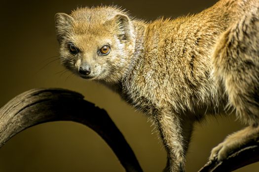 Mongoose on a tree beholding the viewer