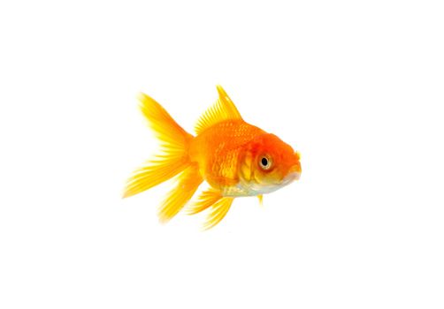 Gold fish isolated on a white background