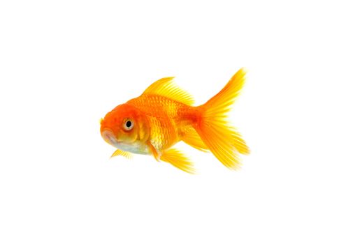 Gold fish isolated on a white background