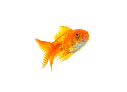 Gold fish isolated on a white background