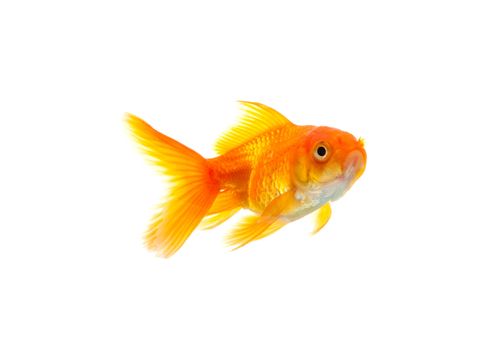 Gold fish isolated on a white background