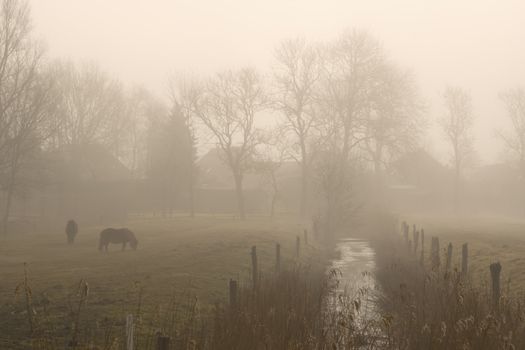Horses on a foggy morning on their fenced pasture with trees and creek