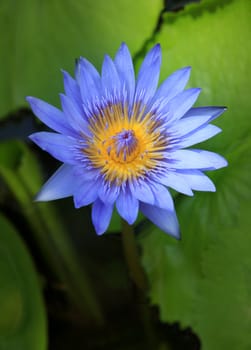 Lotus blossoms or water lily flowers blooming on pond