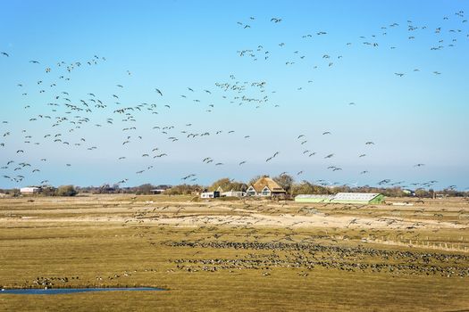 Flock of Gulls over a landscape with a house and a small lake on the North Sea