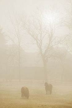 Two horses in a fenced pasture at sunrise in fog