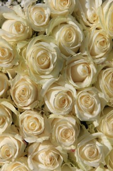 A group of white roses in the sun