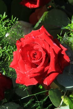 Big red rose with waterdrops in the sunllight