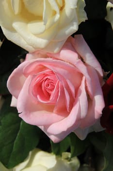 Close up shot of a big pink rose as part of a mixed floral arrangement