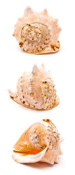 Isolated big seashell in three different positions on white