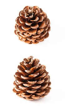 Isolated pine cone, few views in one composition