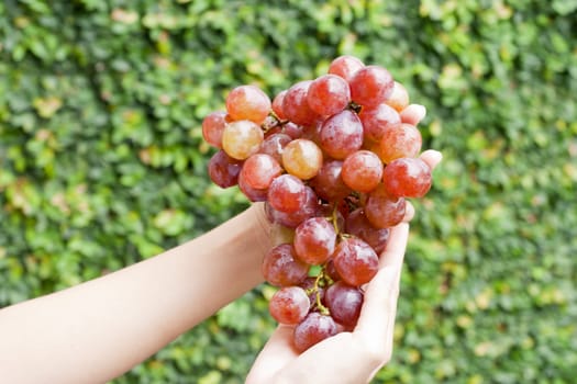 Red grapes hold by two hands.