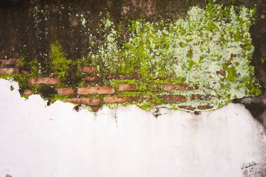 Old mossy wall in Thailand, Background Texture.