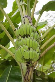 Banana tree with a bunch of bananas.