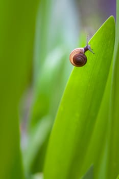 A snail on the green leaf.