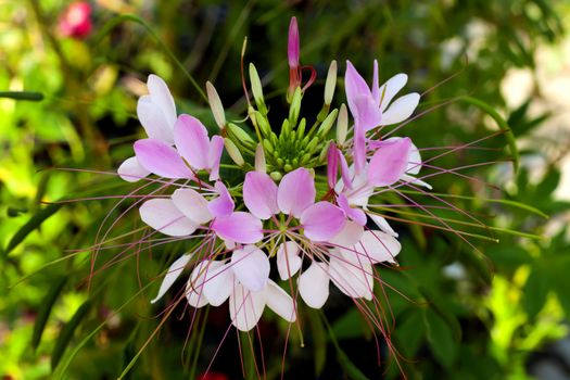 Pink flowers wallpaper.