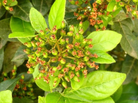 leaves of a green plant in bright sunlight