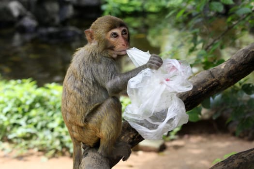 Portrait of the sad monkey. Park of monkeys in China