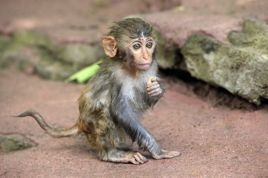 The small wet monkey. Park of monkeys in China
