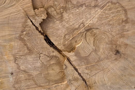 Background of truncated wood trunk section texture.