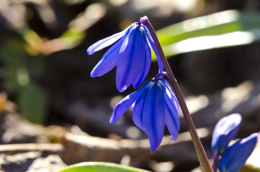 blue flowers snowflakes blooms in early spring macro closeup background.