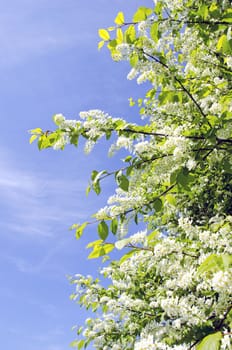 bird cherry bush blooming in spring. white beautiful flowers on background of blue sky.