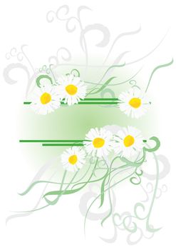 vector daisies with green decor isolated on white