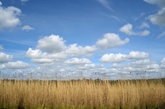 Reed plants under a beautiful sky with white clouds.