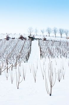 Unusual image of a wineyard in Tuscany (Italy) during winter time