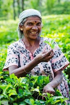 Nuwara Eliya, Sri Lanka - December 8, 2011:  Indian smiling woman picks in tea leaves with green fields on background. Selective focus on the woman.