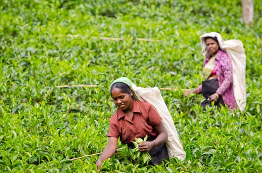 Nuwara Eliya, Sri Lanka - December 8, 2011:  Indian women pick in tea leaves with green fields on background. Selective focus on the front woman.