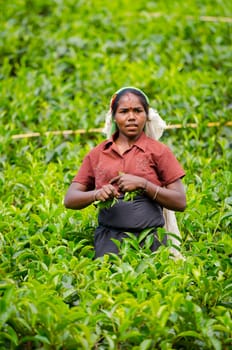 Nuwara Eliya, Sri Lanka - December 8, 2011:  Indian woman picks in tea leaves with green fields on background. Selective focus on the woman.