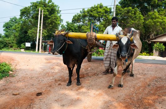 Habarana, Sri Lanka - December 4, 2011:  Traditional Sri Lankian yoke oxen wagon with drover on rural road