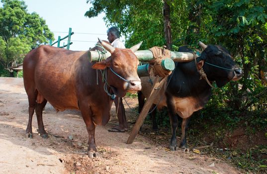 Habarana, Sri Lanka - December 4, 2011:  Traditional Sri Lankian yoke oxen wagon with drover on rural road