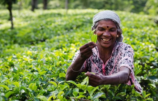 Nuwara Eliya, Sri Lanka - December 8, 2011:  Indian woman picks in tea leaves. Selective focus on the face.