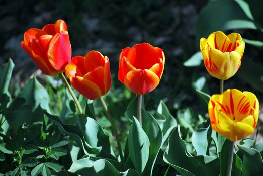 Colorful tulips in Amsterdam.