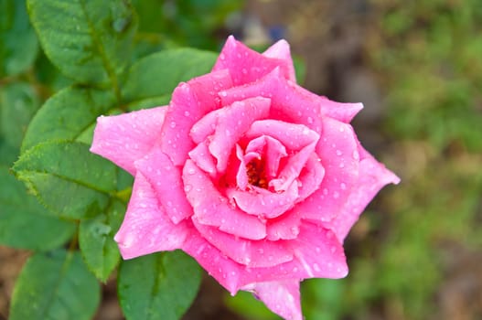 pink rose in the garden