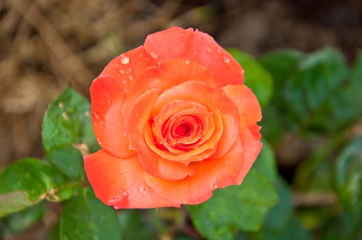 orange rose in the garden