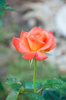 Orange rose