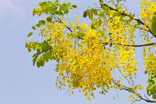 Golden shower flower, Thai national flower