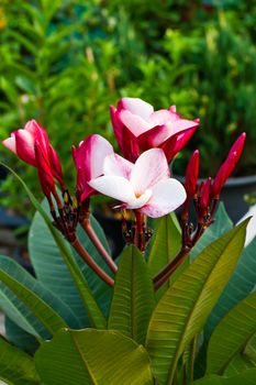 Macro shot of pink plumeria flower