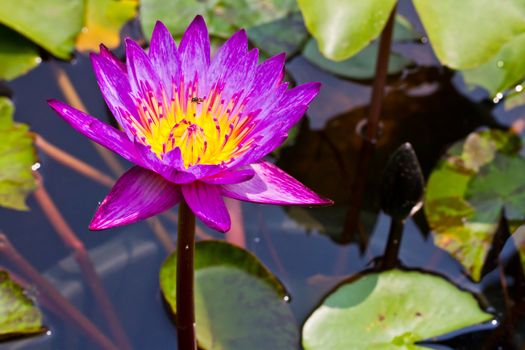 Purple and bee in lake